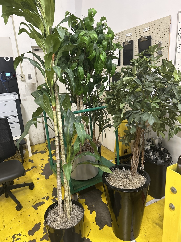 Misc. Tall Fake Plants